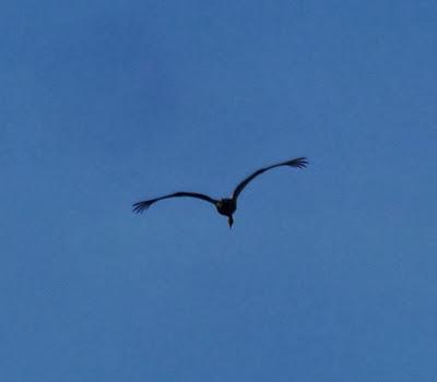 Una grulla desde la mar