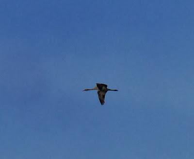 Una grulla desde la mar