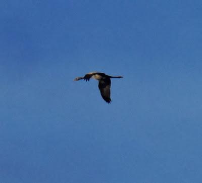 Una grulla desde la mar