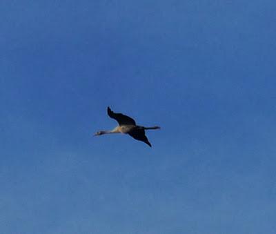 Una grulla desde la mar