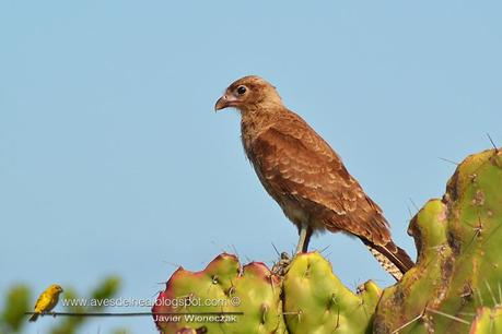 Chimango (Chimango caracara) Milvago chimango