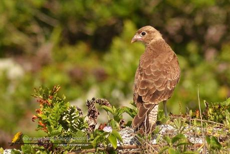 Chimango (Chimango caracara) Milvago chimango