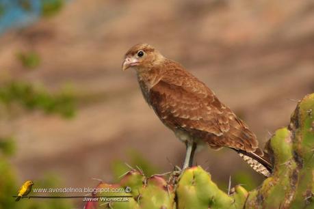 Chimango (Chimango caracara) Milvago chimango