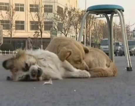 Perro arropa toda la noche a su compañero muerto a -13 grados. Fotos y vídeo.