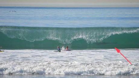 tiburón en la playa de Manhattan,California