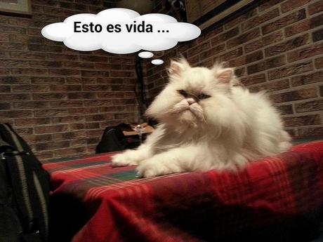 estamos tan agustito