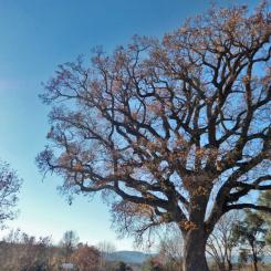 El roure mil·lenari del Giol