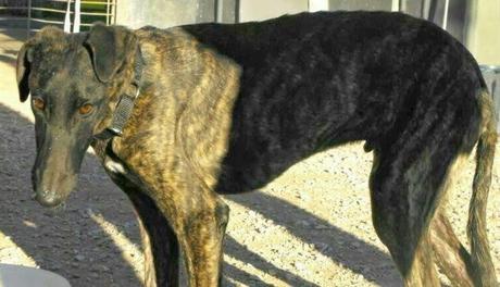 RAMY EN ACOGIDA O ADOPCIÓN. (MADRID)