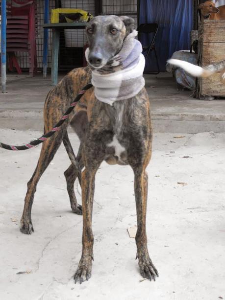 RAMY EN ACOGIDA O ADOPCIÓN. (MADRID)