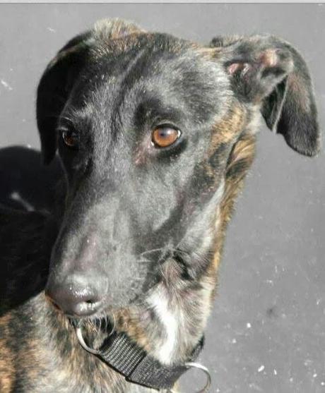 RAMY EN ACOGIDA O ADOPCIÓN. (MADRID)