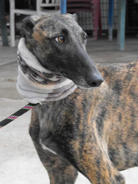 RAMY EN ACOGIDA O ADOPCIÓN. (MADRID)