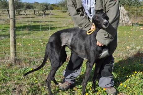 Galgos, del sacrificio a un mundo mejor.