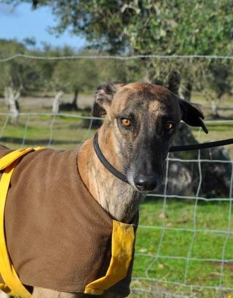Galgos, del sacrificio a un mundo mejor.