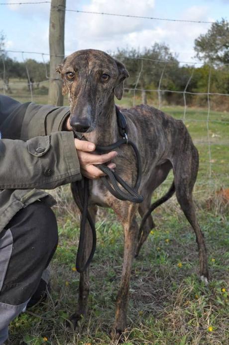 Galgos, del sacrificio a un mundo mejor.