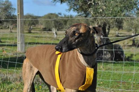 Galgos, del sacrificio a un mundo mejor.