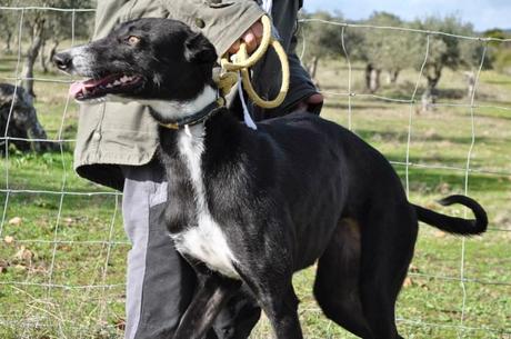 Galgos, del sacrificio a un mundo mejor.