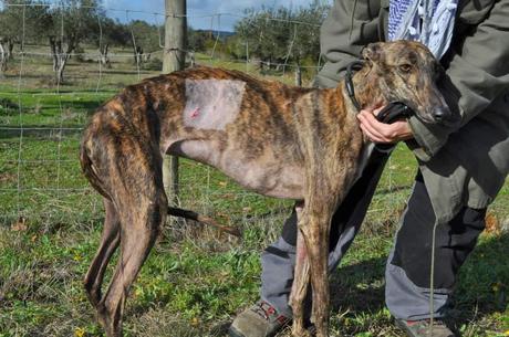 Galgos, del sacrificio a un mundo mejor.