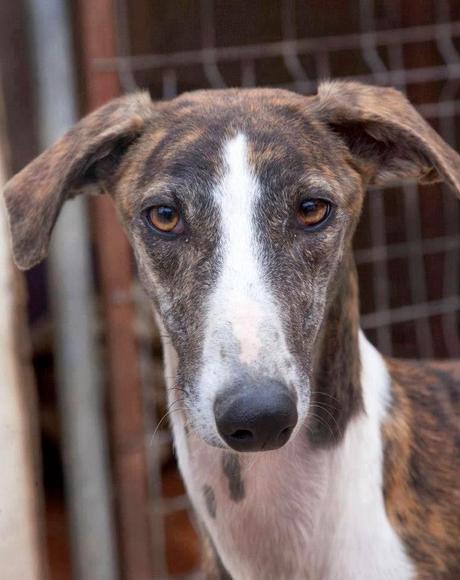 Cora, perdida en Jerez de la frontera, por la desesperación de su dueño, AYUDA PARA ENCONTRARLA.