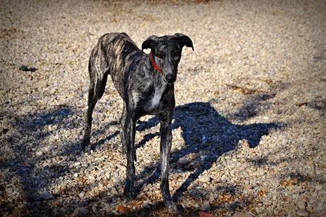 Simon, gran galgo, busca hogar urgentemente: Acogida o adopción URGENTE!!