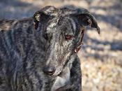 Simon, gran galgo, busca hogar urgentemente: Acogida adopción URGENTE!!