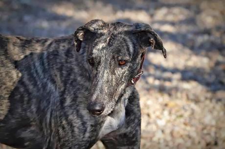 Simon, gran galgo, busca hogar urgentemente: Acogida o adopción URGENTE!!