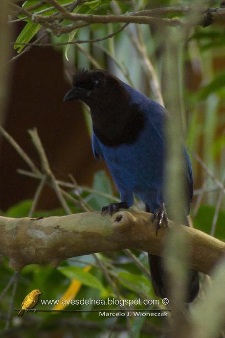 Urraca azul (Azure Jay) Cyanocorax caeruleus