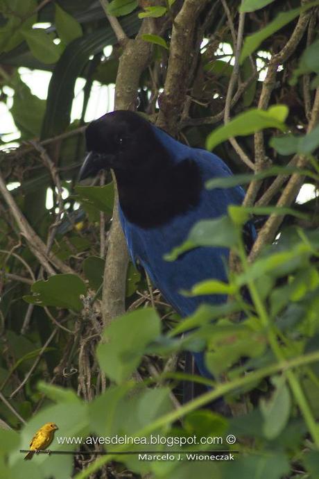 Urraca azul (Azure Jay) Cyanocorax caeruleus