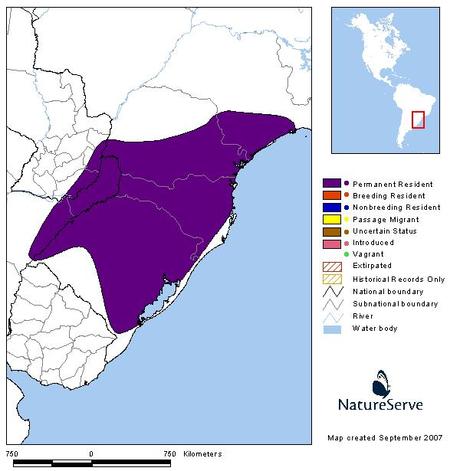 Urraca azul (Azure Jay) Cyanocorax caeruleus