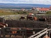 Rodeo club punta arenas repartió emociones