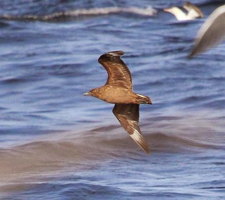 Aves marinas con Avescantabricas