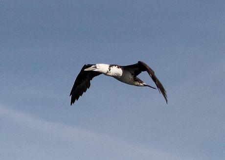 Aves marinas con Avescantabricas