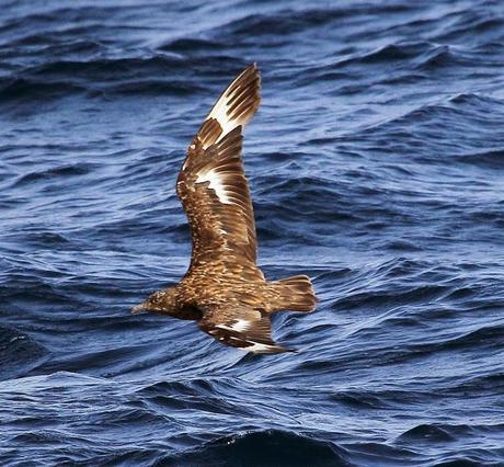 Aves marinas con Avescantabricas