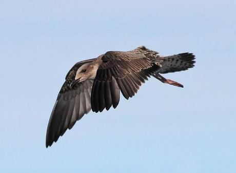 Aves marinas con Avescantabricas