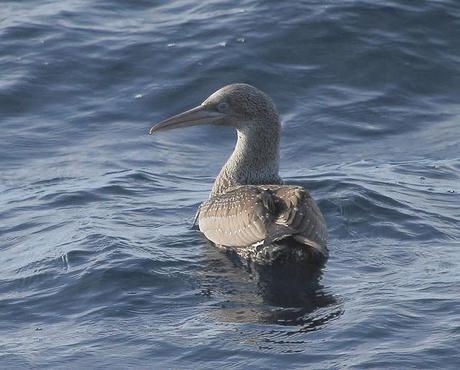 Aves marinas con Avescantabricas