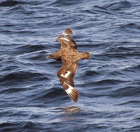 Aves marinas con Avescantabricas