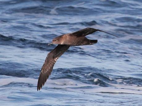Aves marinas con Avescantabricas