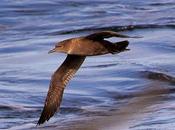 Aves marinas Avescantabricas