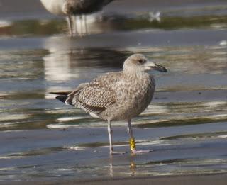 Gaviotas sombrías de paso