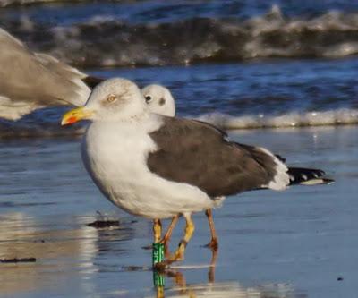 Gaviotas sombrías de paso