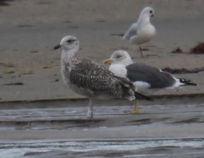 Gaviotas sombrías de paso