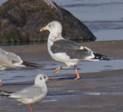 Gaviotas sombrías de paso