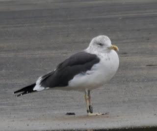 Gaviotas sombrías de paso