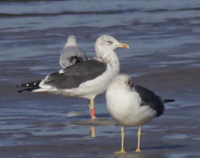 Gaviotas sombrías de paso