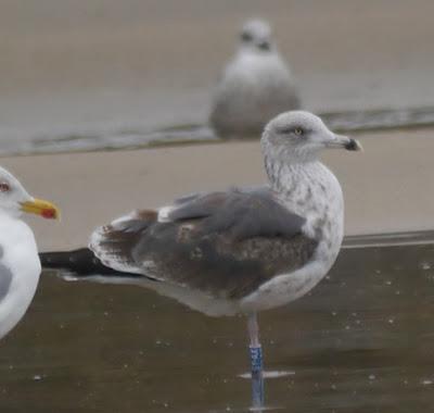 Gaviotas sombrías de paso