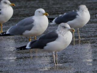 Gaviotas sombrías de paso