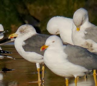 Gaviotas sombrías de paso