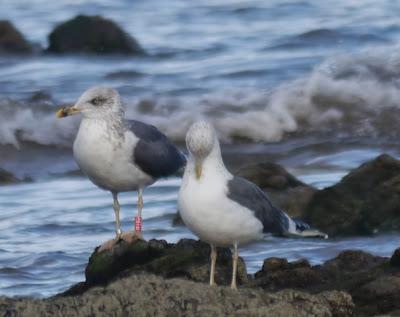 Gaviotas sombrías de paso