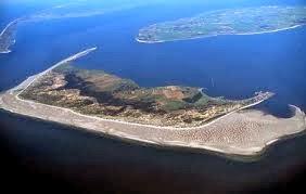 Gaviotas sombrías de paso