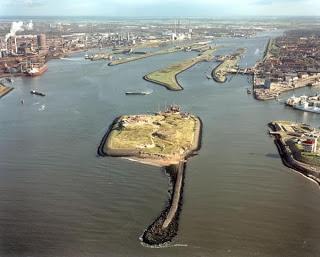 Gaviotas sombrías de paso