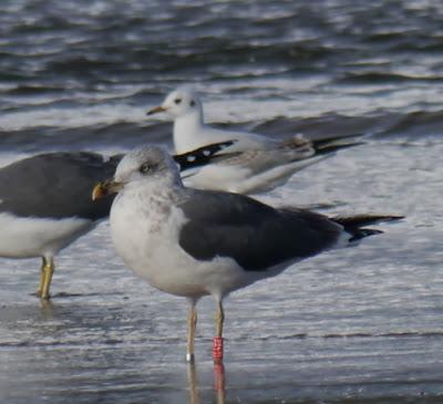 Gaviotas sombrías de paso